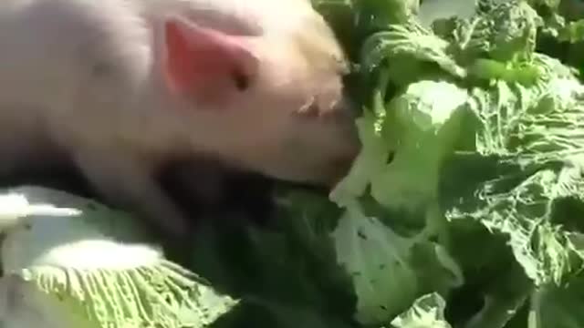 The pig is eating cabbage.