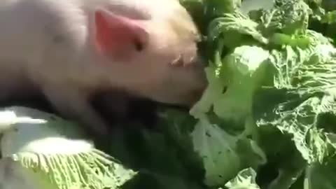 The pig is eating cabbage.