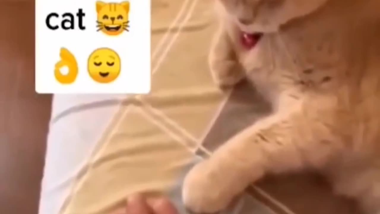 🤣🤣Funny cat video 🤣🤣