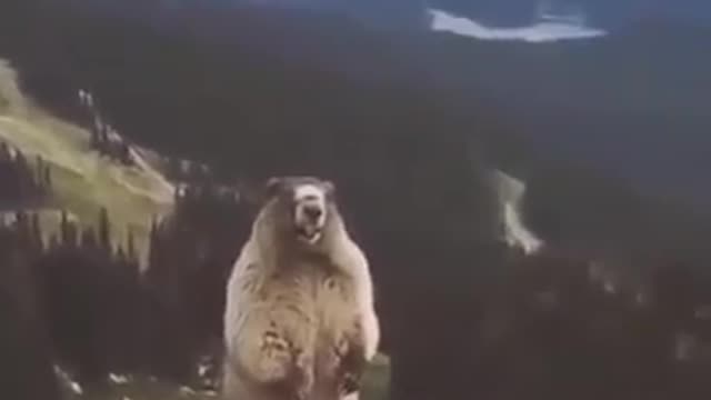 beaver shouting funny clip