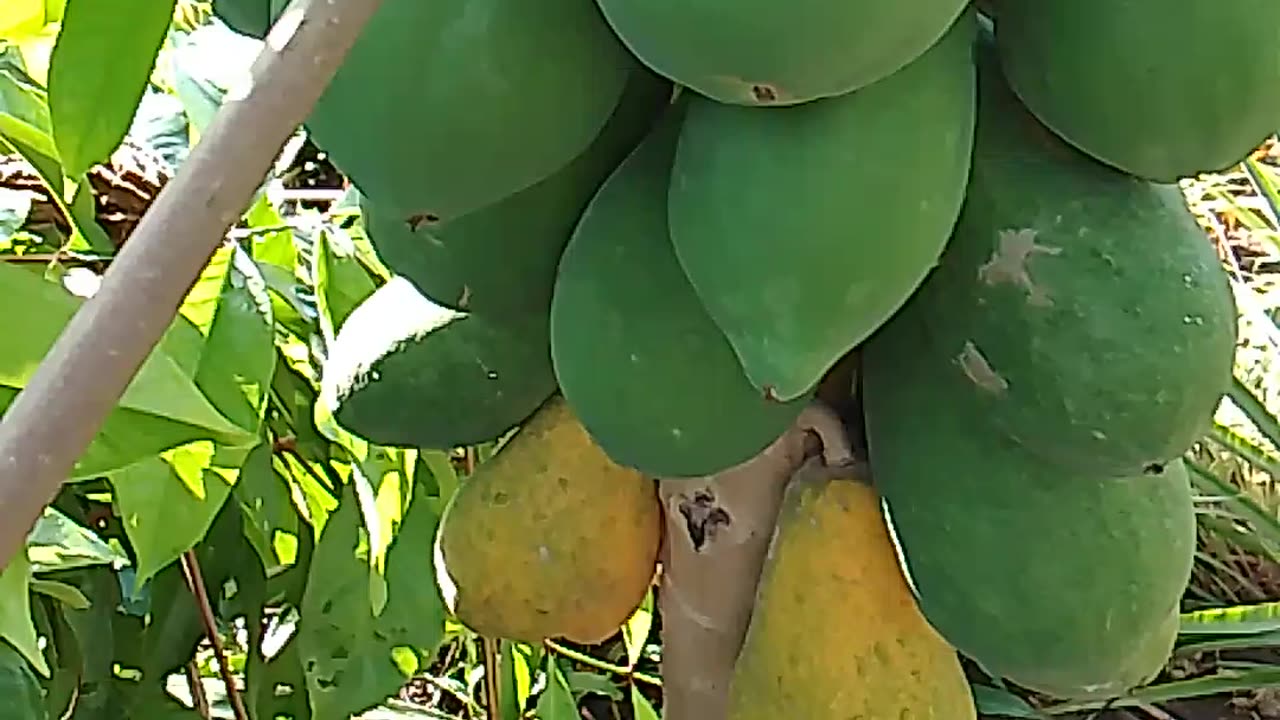 Papaya tree/fruits and our watch dog