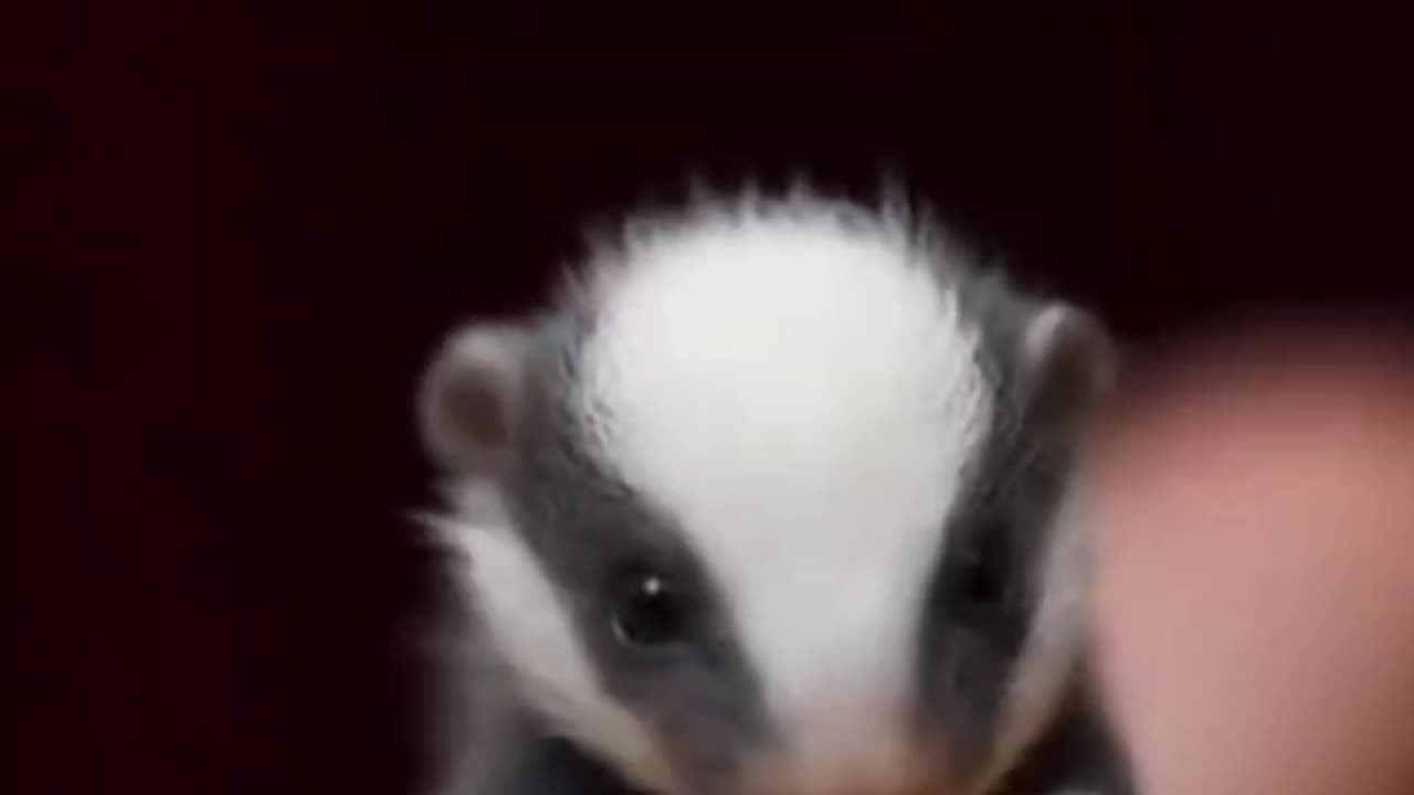 Smallest animal in the world 🌎 | I love animal | cute animal