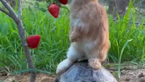 The little rabbit rides the turtle and eats strawberries