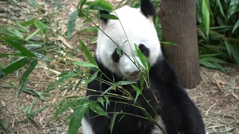 Cute panda 🐼