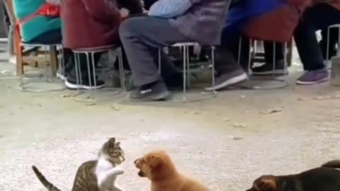 Dog And Cat Fighting🤣🤣