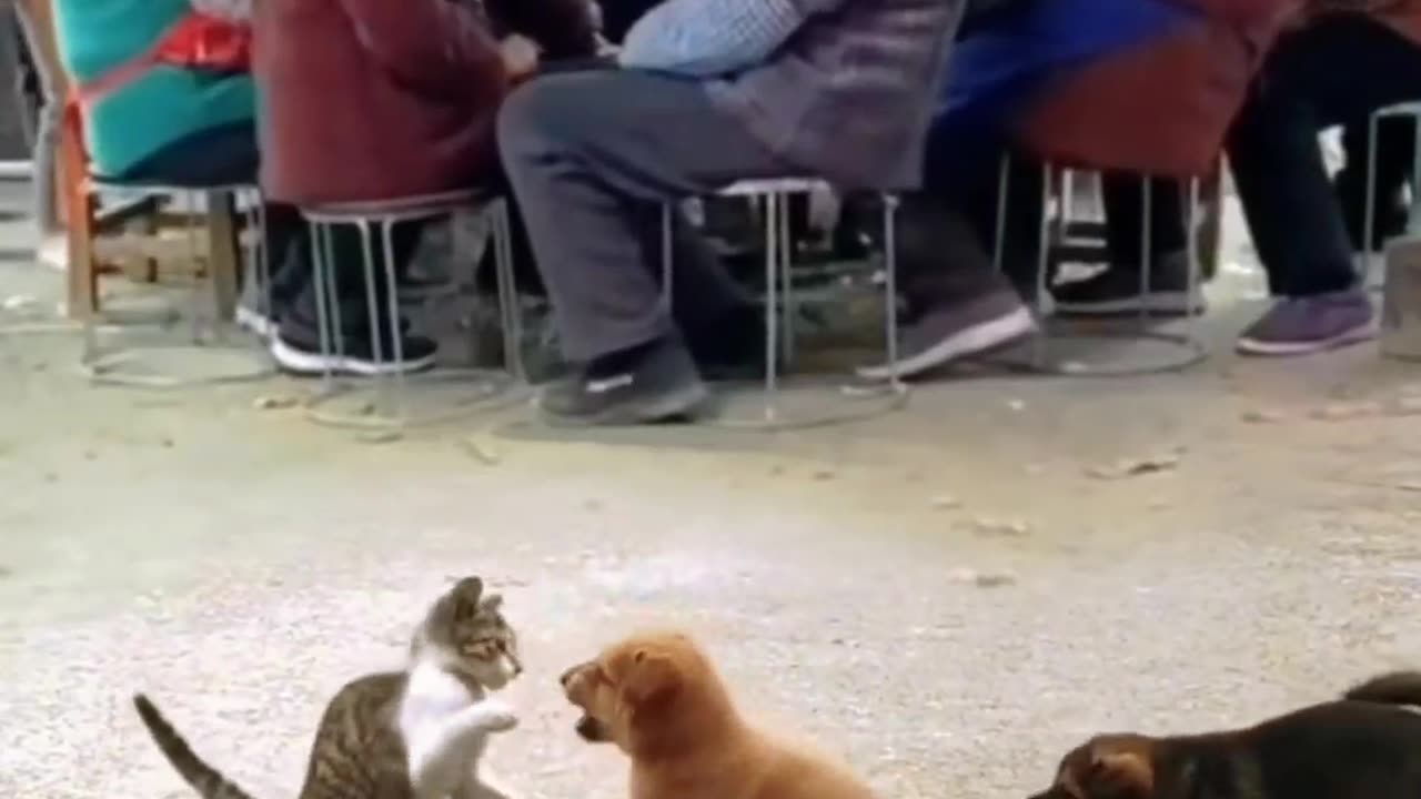 Dog And Cat Fighting🤣🤣