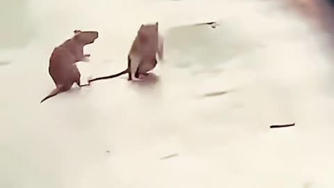 Fighting rats 😱😱😱