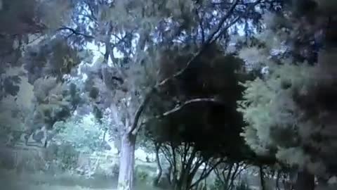 Dark Runner RUNS the GRAVEYARD
