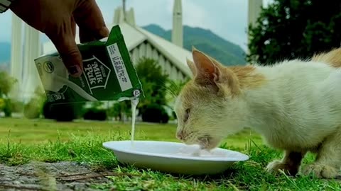 Cat drank a Malik in Islamabad near a fasail masjid