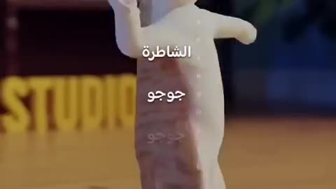 Cat dance