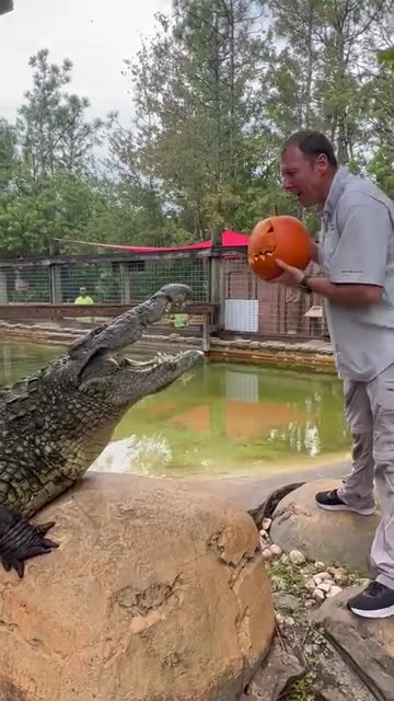 Sultan the Nile crocodile carves a pumpkin
