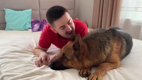 Pretending to Bite My German Shepherd by the Ear