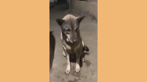 Cute🥰🥰🥰 And Funny Cat And Dog Videos🥰🥰🥰