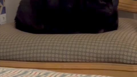 Adopting a Cat from a Shelter Vlog - Cute Precious Piper is a Queen on Her Throne #shorts