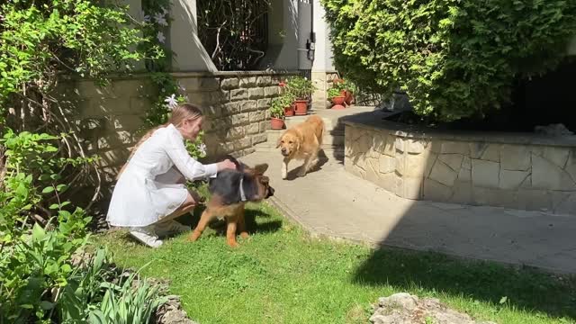 New German Shepherd Puppy The First 3 Months at Home