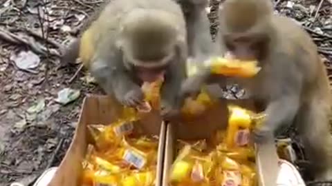 Monkeys found two boxes of chips in the forest