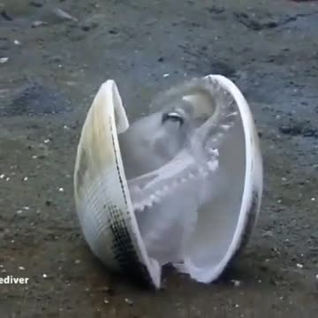 This coconut octopus showing us what to do when life get bit too much