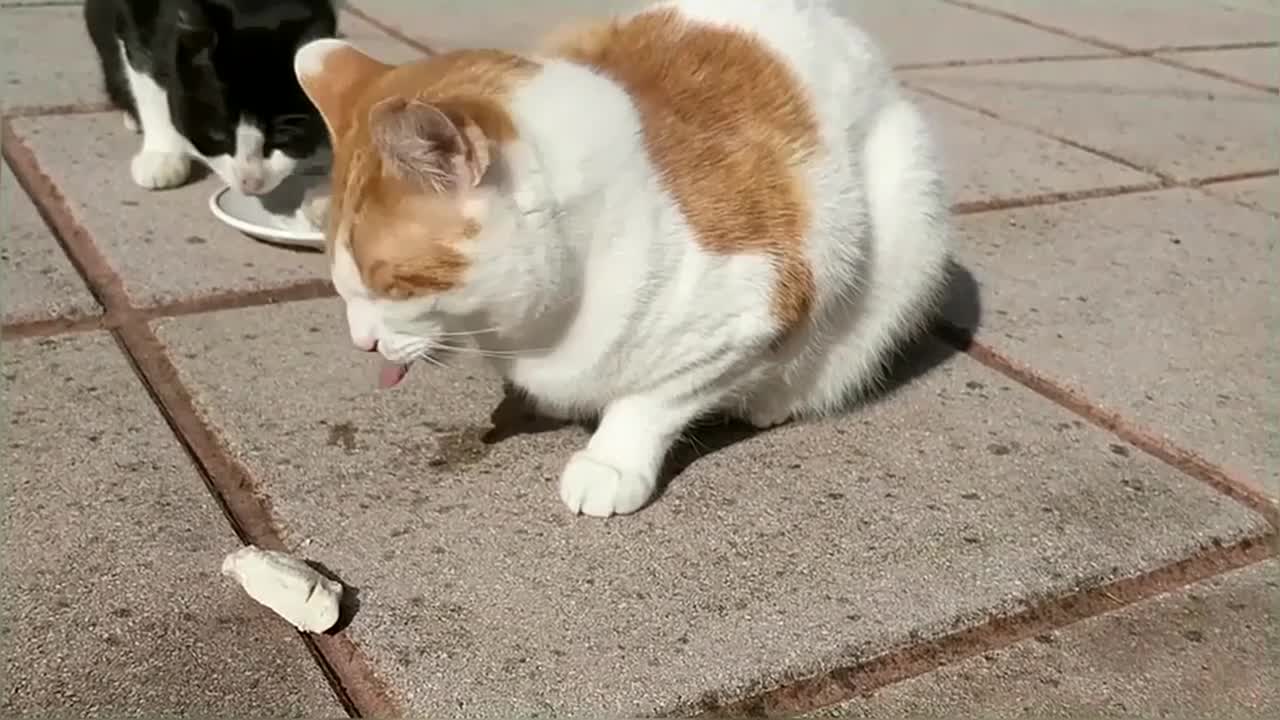 Cats Eating Chicken