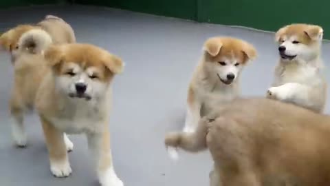 FILHOTES DE AKITA INU