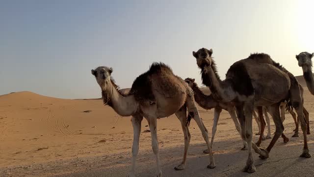 Camels in desert