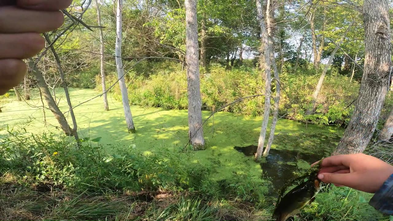 over 100 fish fishing on the farm