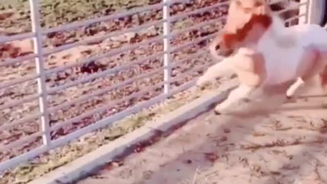 Animals best funny videos