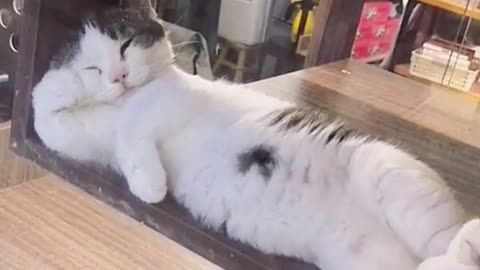 Relaxing cat