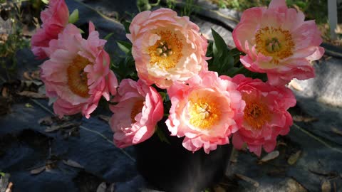 FULL PEONY TOUR: Peony Garden Tour