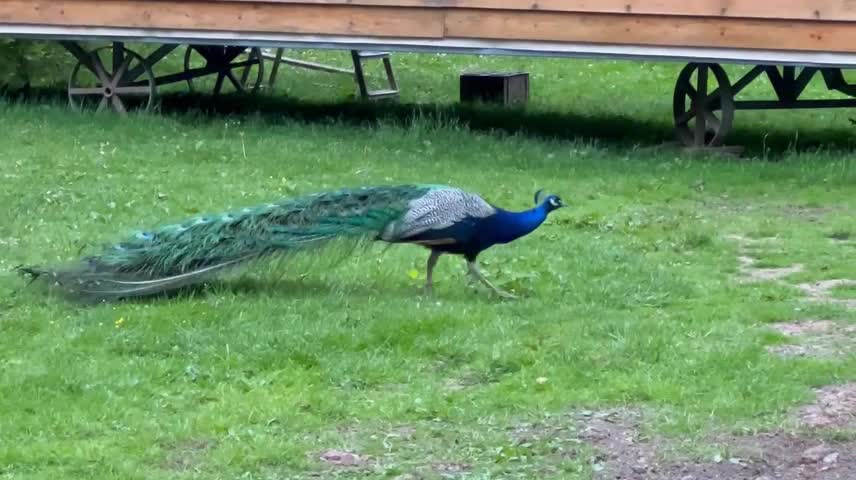 Peacock opening screen