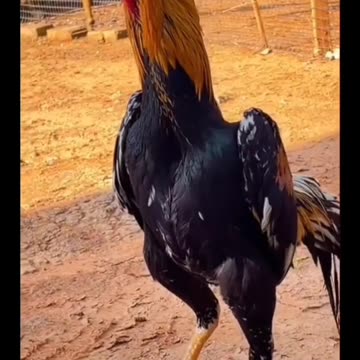 Aseel cocks gallery Aseel meri Jaan corner