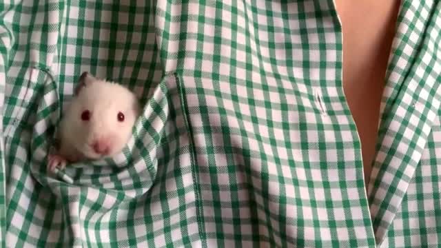 little mouse in a pocket with amazing sounds with nice action taken pockets