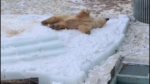 Polar bears play in the snow