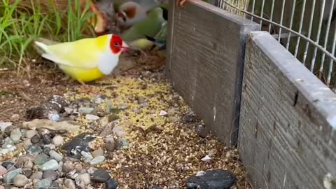 The colorful Wenniao will become a penguin if it is eaten again