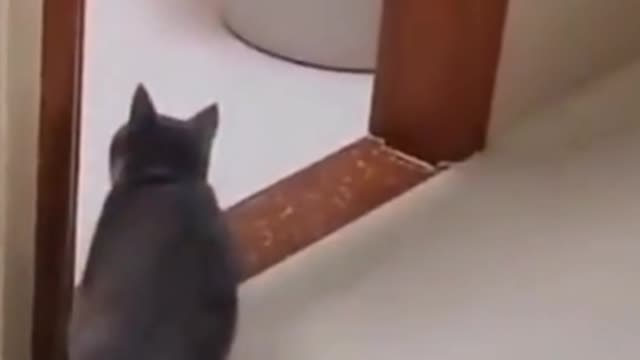 very cute cat
