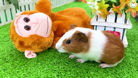 Smart hamster Min cleans up garbage on the street