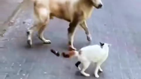 Dog & cat fight