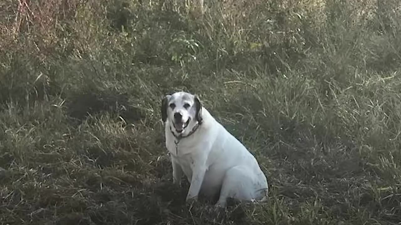 Dog Loves To Protect All The Animals In His Sanctuary - MICHAEL | The Dodo