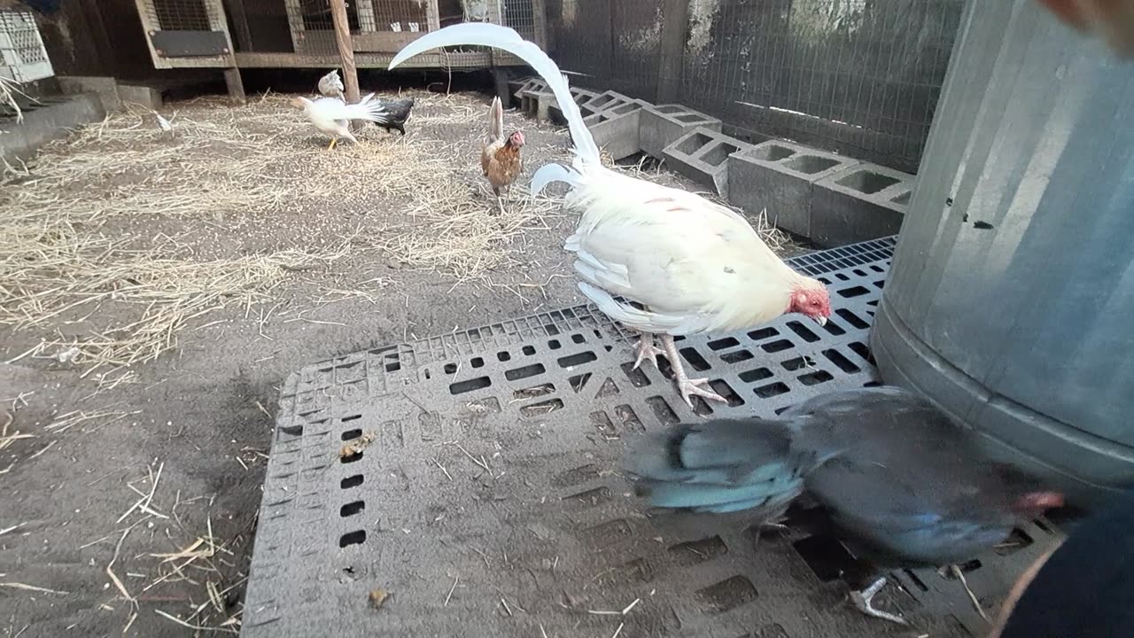 Chicken Having Fun