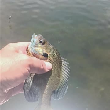 Bluegill kissena