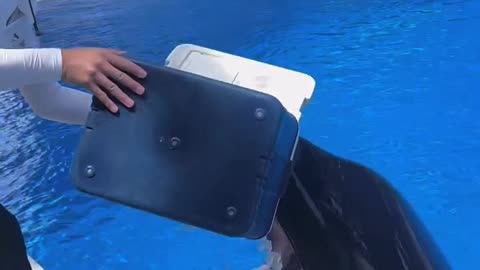 Inteligent dolfin want food viral trending