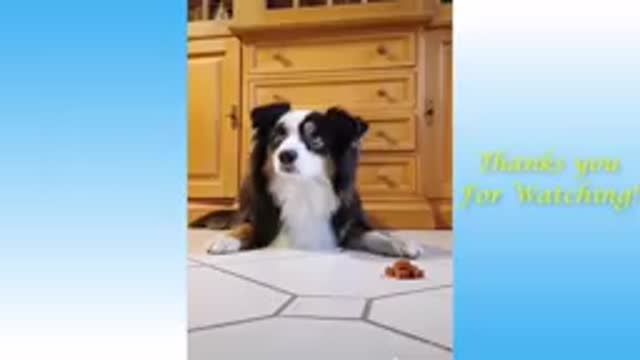 Funny Animals Cute Pets And