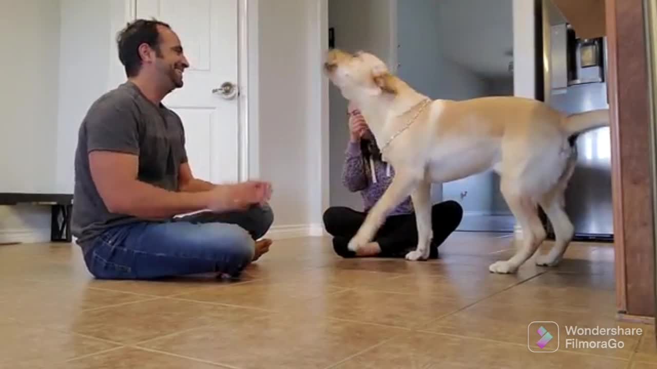 Very nice dog video