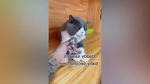 Funniest Animals 2023 😂 Best Funny Cats and Dogs 😺🐶 | cutespet