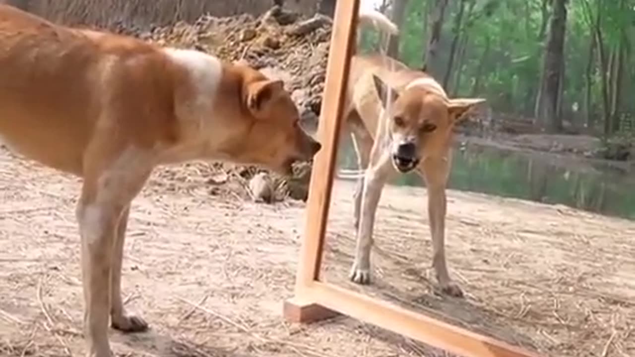 Funny Dog Moments: Funny Dog Moments