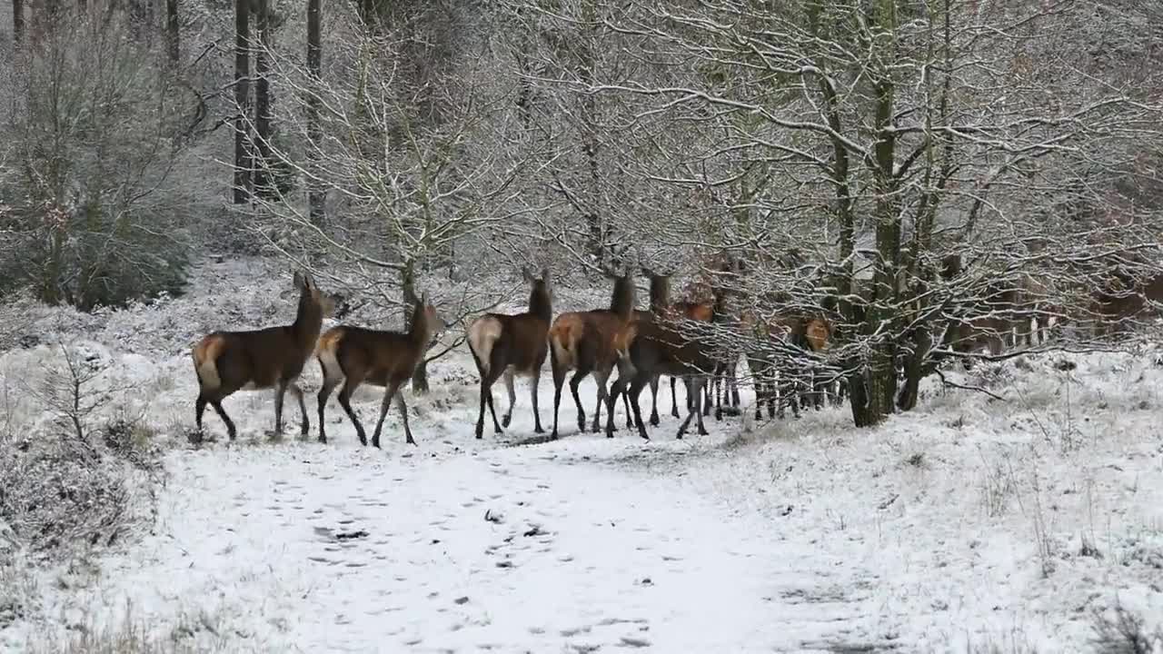 Group Of Deer's Running In Snow..