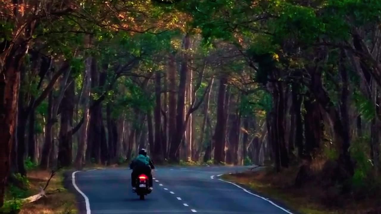Nadukani Estate: A Glimpse of Wayanad's Natural Beauty 🌿☕ | Short Film