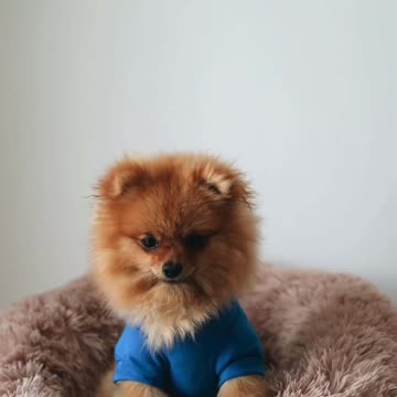 The Big-Haired, Handsome One