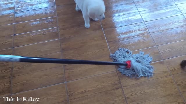 Golden Retriever Puppy vs Mop