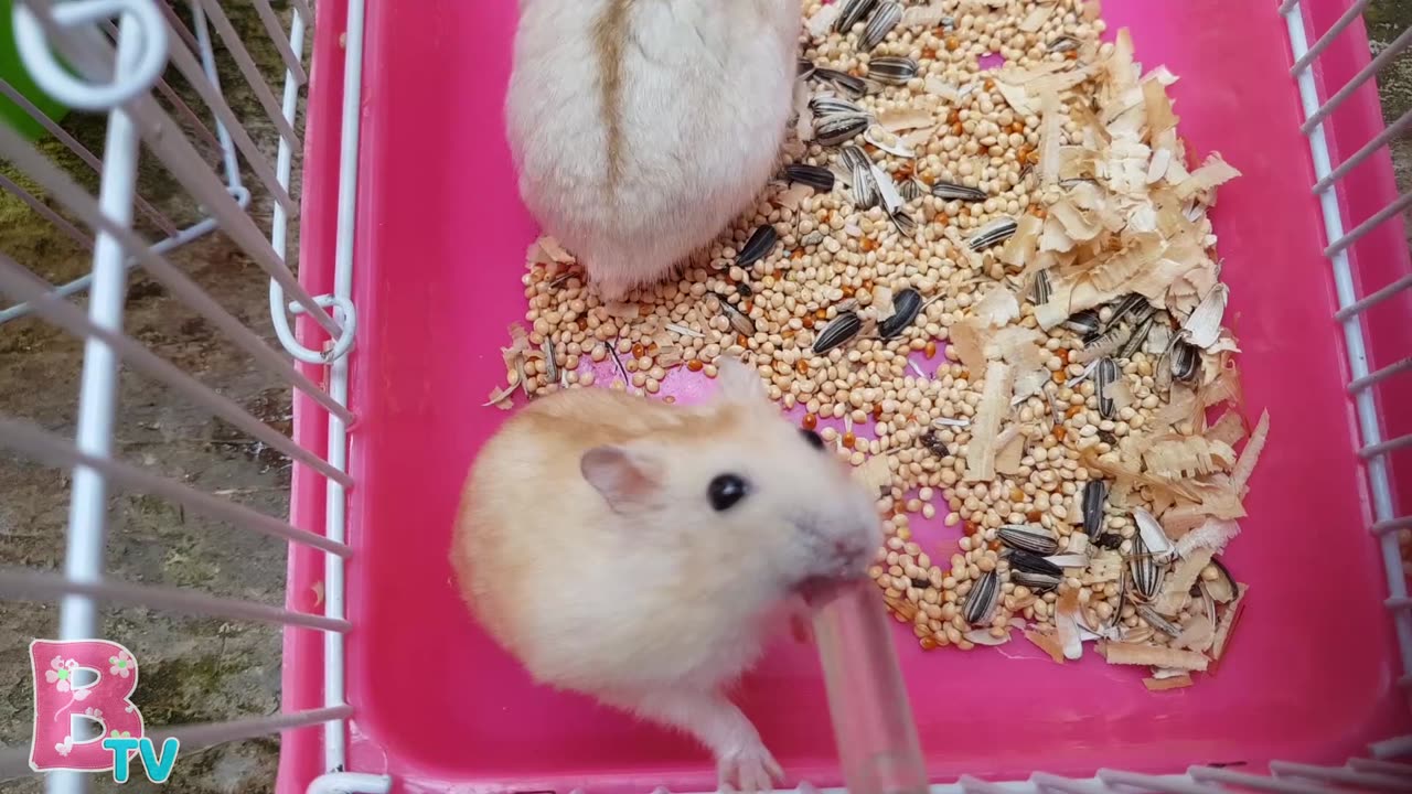 CUTE HAMSTERS DRINK WATER - Belinda TV