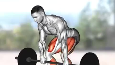 Deadlift Types Workout Exercises